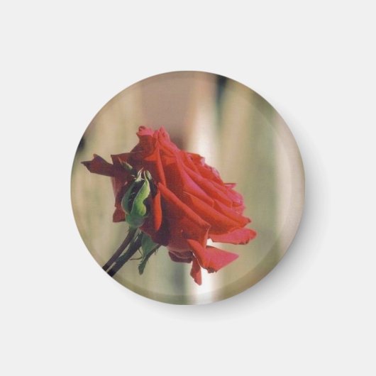 Red Rose Magneet (Voorkant)