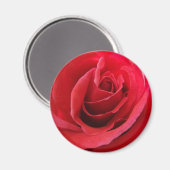 Red Rose Magnet Magneet (Voorkant / Achterkant)