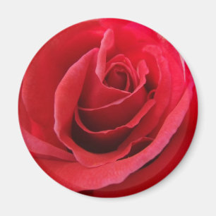 Red Rose Magnet Magneet