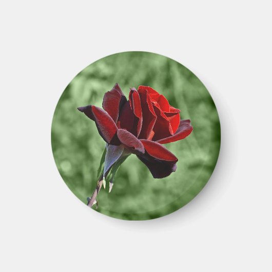 Red Rose Magnet Magneet (Voorkant)