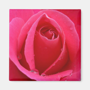 Red Rose Magnets Pink Rose Gifts Keepomwille Decor Magneet