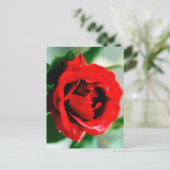 Red Rose met dauwdruppels Briefkaart (Staand voorkant)