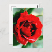 Red Rose met dauwdruppels Briefkaart (Voorkant / Achterkant)