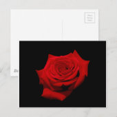 Red Rose op zwarte achtergrond Briefkaart (Voorkant / Achterkant)