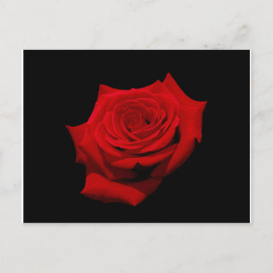 Red Rose op zwarte achtergrond Briefkaart