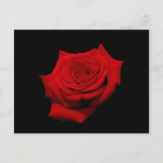 Red Rose op zwarte achtergrond Briefkaart (Voorkant)