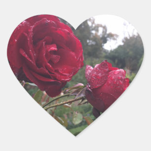 Red Rose Pair Hart Sticker