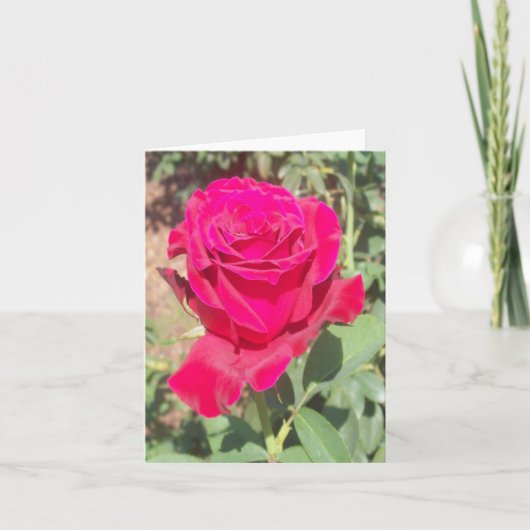 Red Rose Photo Folded Note Kaart (Voorkant)