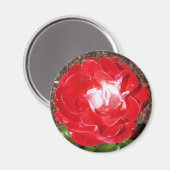 Red Rose Photo Round Magnet Magneet (Voorkant / Achterkant)