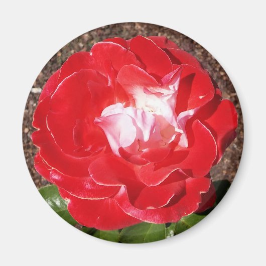 Red Rose Photo Round Magnet Magneet (Voorkant)