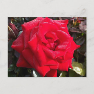 Red Rose Post Card Briefkaart