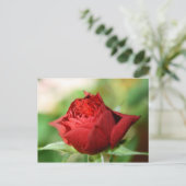 Red Rose Post Kaart (Staand voorkant)