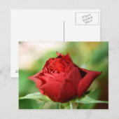Red Rose Post Kaart (Voorkant / Achterkant)