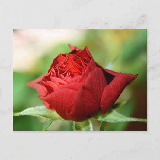 Red Rose Post Kaart (Voorkant)
