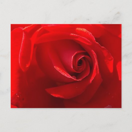 Red Rose Postcard Briefkaart (Voorkant)