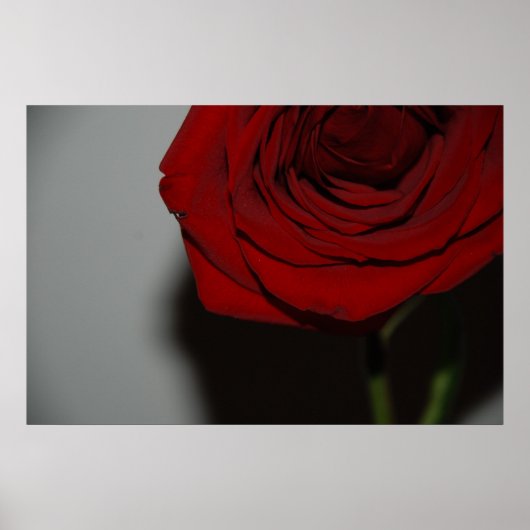 Red Rose Poster (Voorkant)
