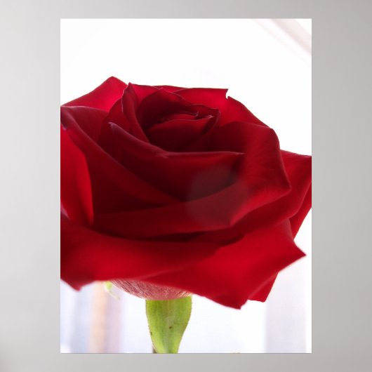 Red Rose Poster (Voorkant)