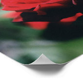Red Rose Poster Print (Hoek)