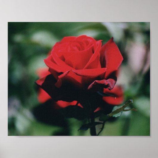 Red Rose Poster Print (Voorkant)