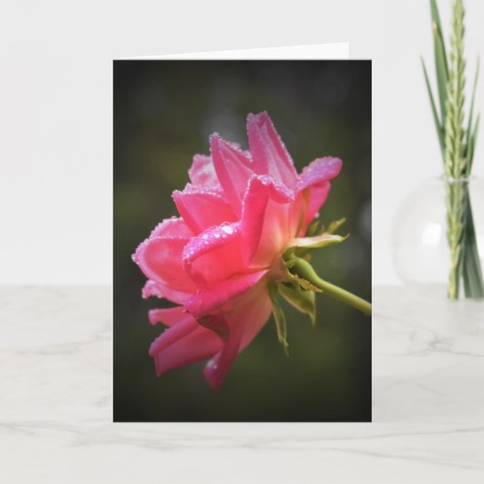 Red Rose & Raindrops, carte (Devant)