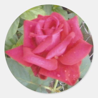 Red Rose Ronde Sticker