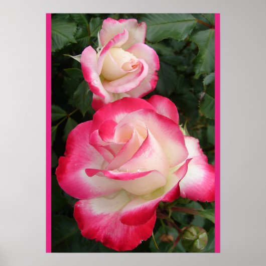 Red Rose Roses Floral Flower Garden Poster (Devant)