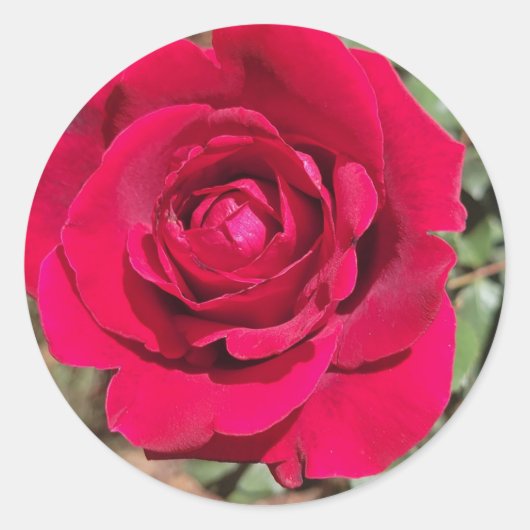 Red Rose Stickers (Voorkant)