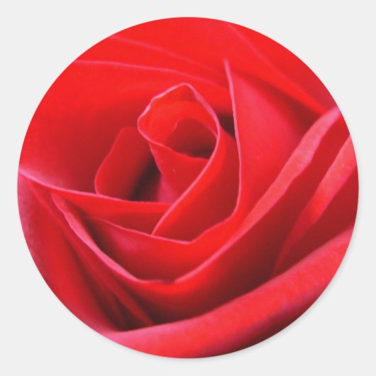 Red Rose Stickers roze rode roze rots keepslag (Voorkant)