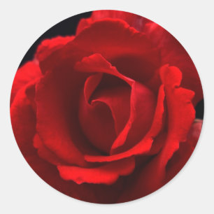 Red Rose stokcnm Ronde Sticker