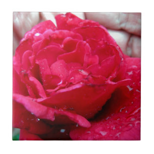 Red Rose Tegeltje
