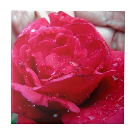 Red Rose Tegeltje (Voorkant)
