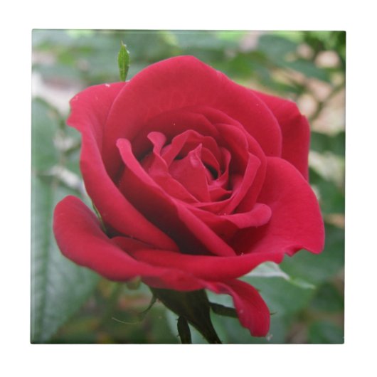 Red Rose Tegeltje (Voorkant)