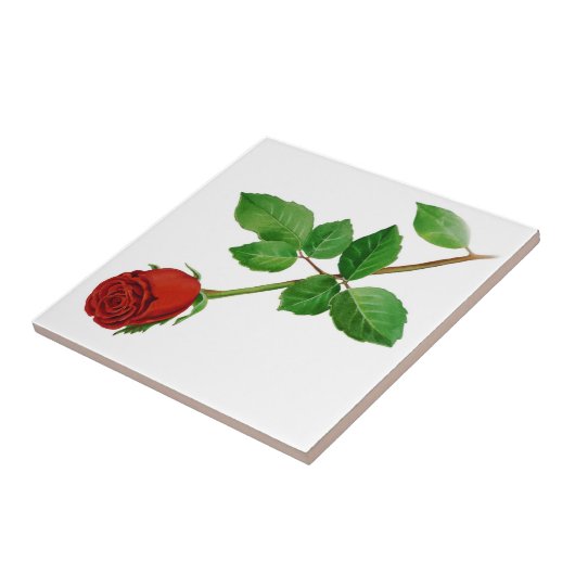 Red Rose Tile Tegeltje (Zijkant)