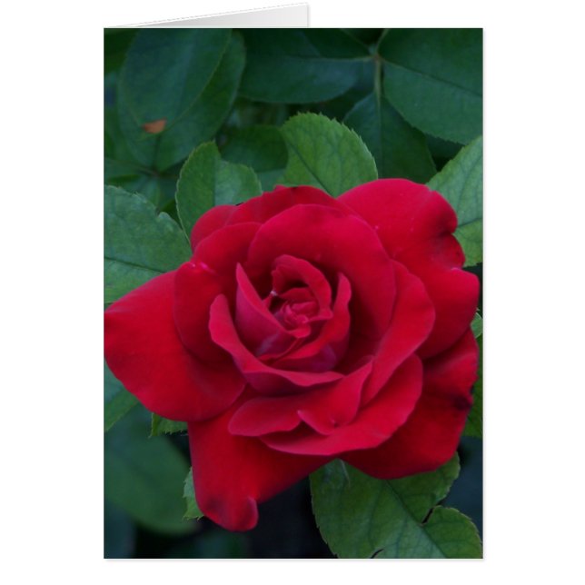 Red Rose Up Close (Voorkant)
