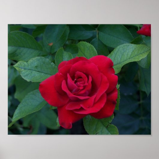 Red Rose Up Close Poster (Voorkant)