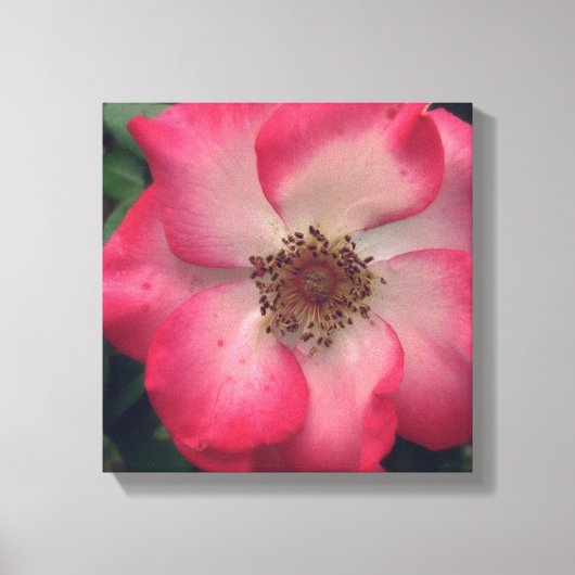 Red Rose Wrapped Canvas Afdruk (Voorkant)
