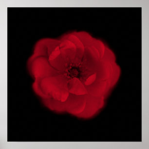 Red Rose. Zwarte achtergrond. Poster