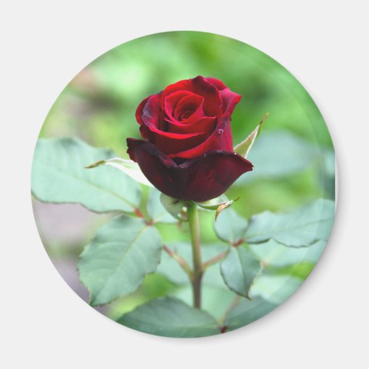 Red Rosebud Magnet (Devant)