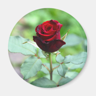 Red Rosebud Magnet Magneet