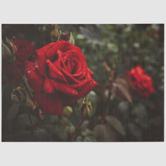 Red Roses Beauful Floral 20x30-decoupage Tissuepapier (Voorkant)