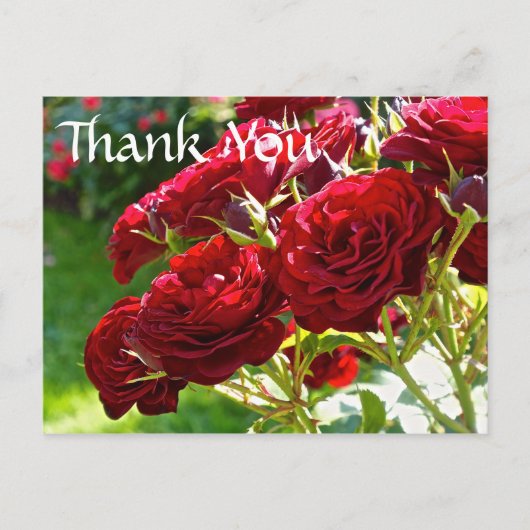 Red Roses bedankt Briefkaart (Voorkant)