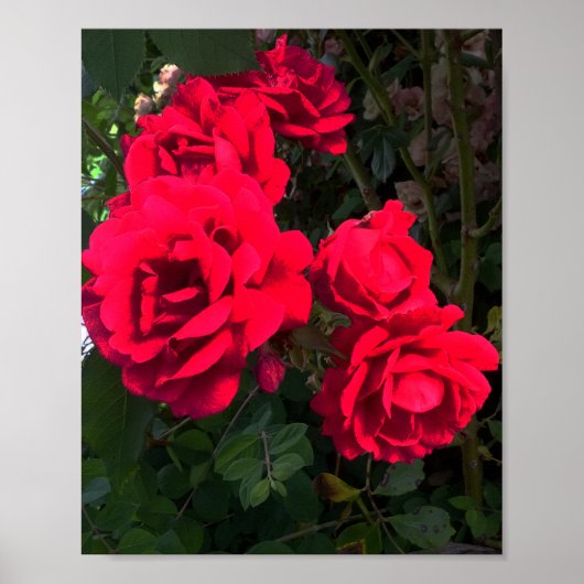 Red Roses Blooming Poster (Voorkant)