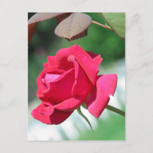 Red roses briefkaart