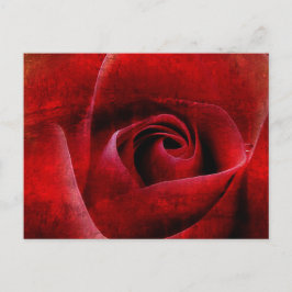 Red Roses Macro. Briefkaart