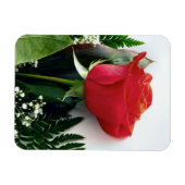 Red roses magneet (Horizontaal)