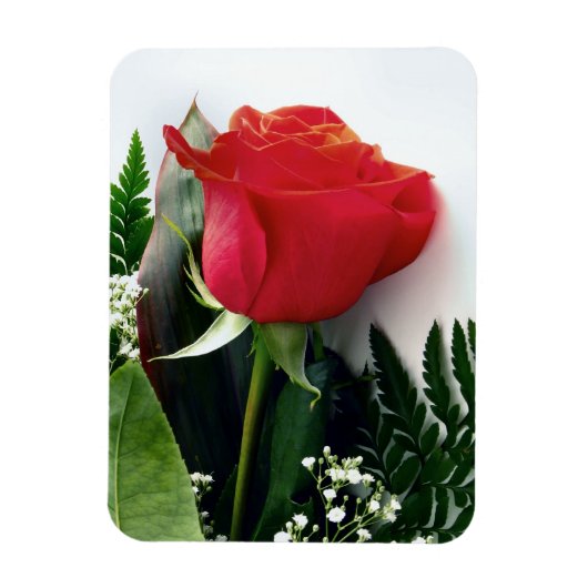 Red roses magneet (Verticaal)