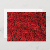 Red Roses maken foto dicht Briefkaart (Voorkant / Achterkant)