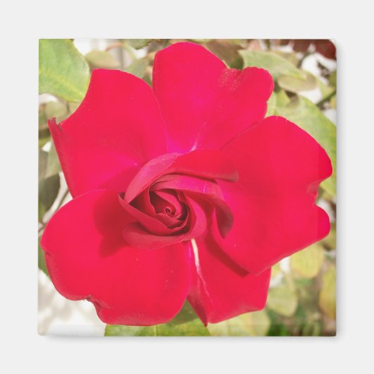 Red Rosy Magneet (Voorkant)