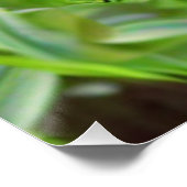 RED RUDBECKIA FLOWERS PERFECT POSTER (Hoek)