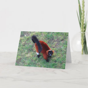 Red Ruffed Lemur #1 Kaart
